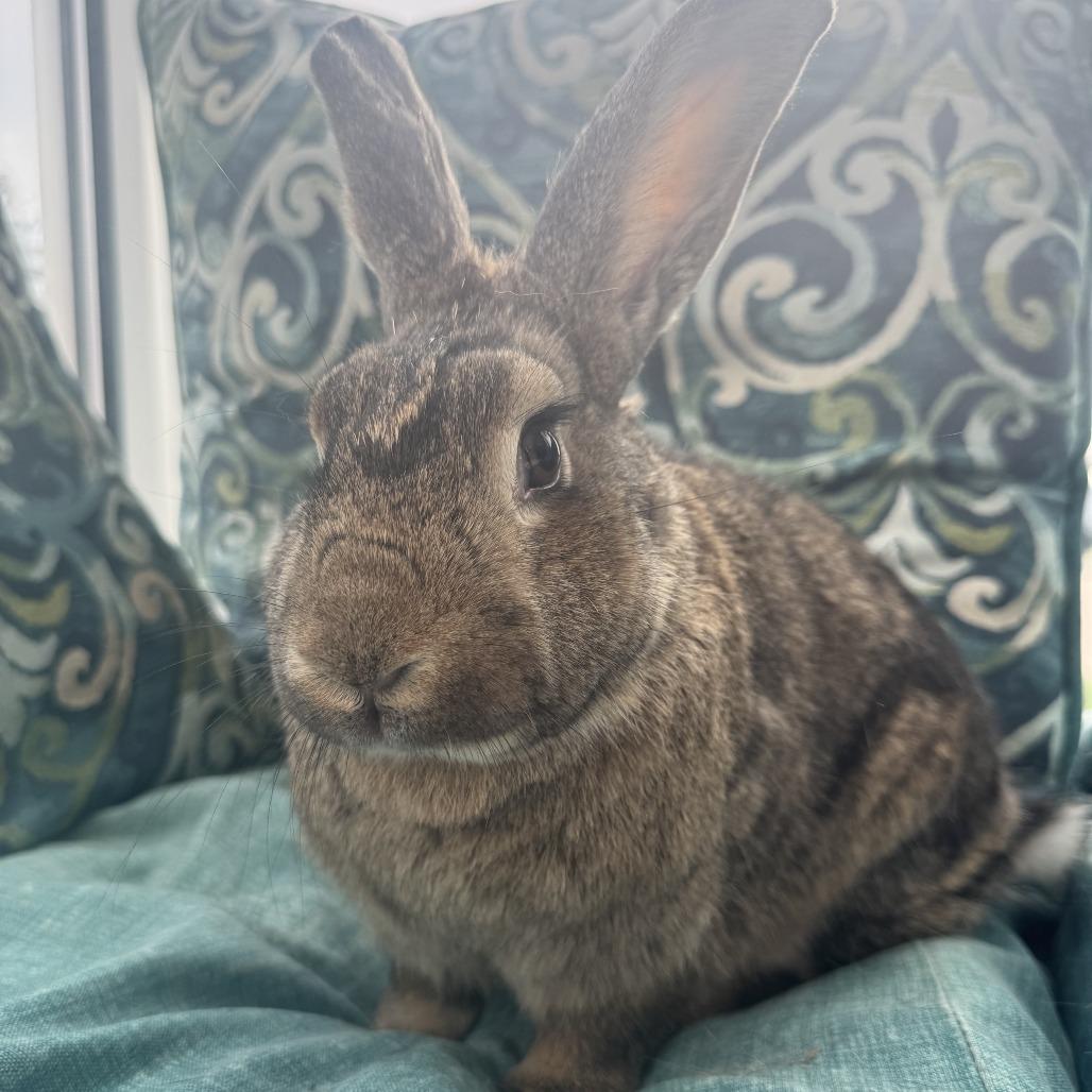 Amber, a Adoptable American in West Des Moines, IA image 6/6