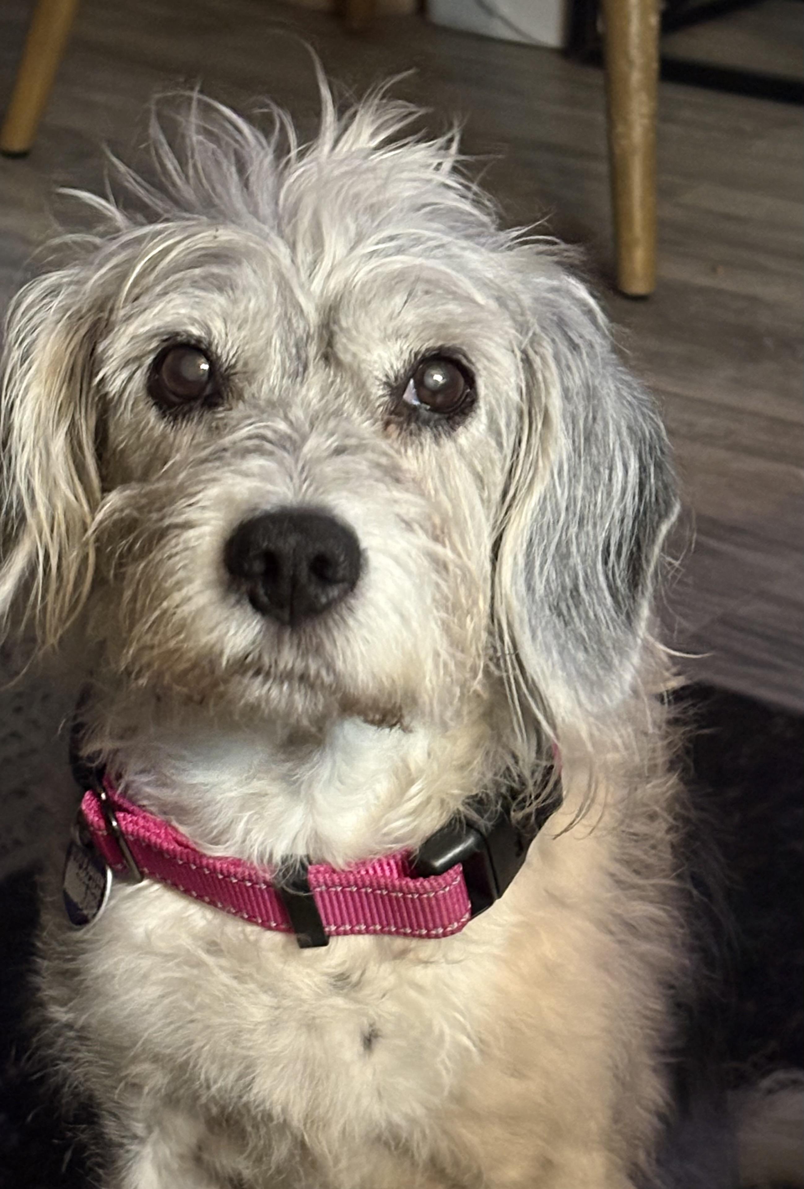 Enlarge Isadora, a Adoptable mixed breed in Rockville, MD image 6/6