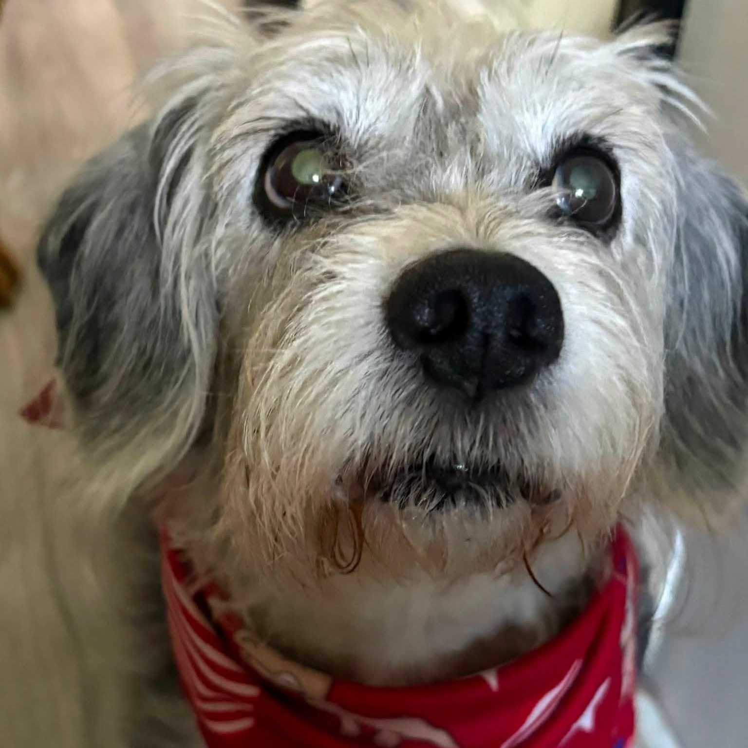 Isadora, Adoptable, Senior Female Terrier.