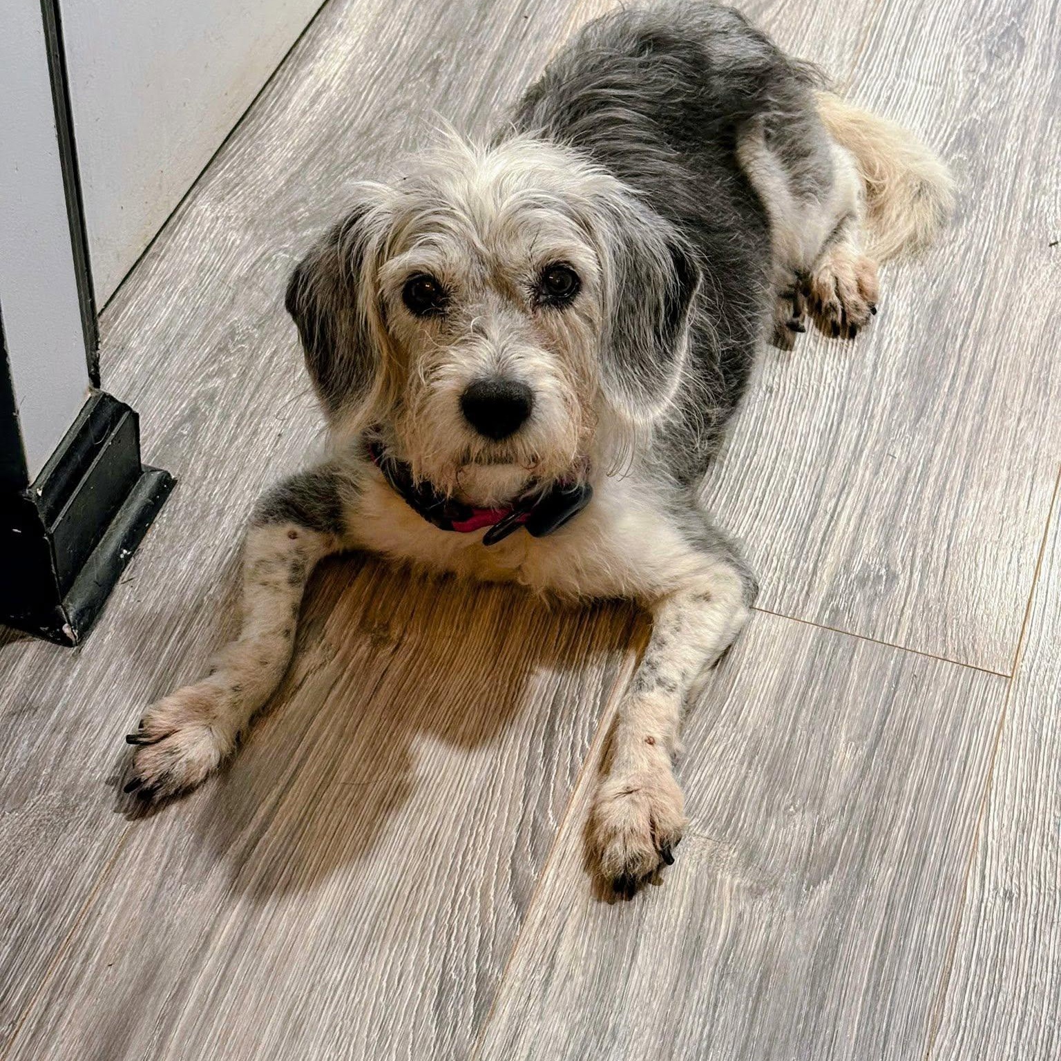 Enlarge Isadora, a Adoptable mixed breed in Rockville, MD image 3/6