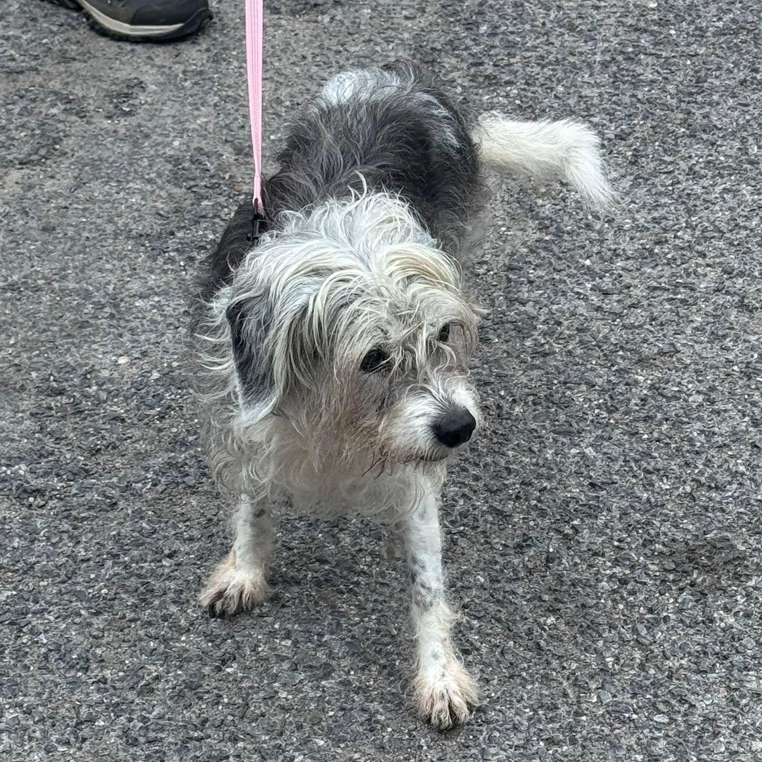 Enlarge Isadora, a Adoptable mixed breed in Rockville, MD image 4/6