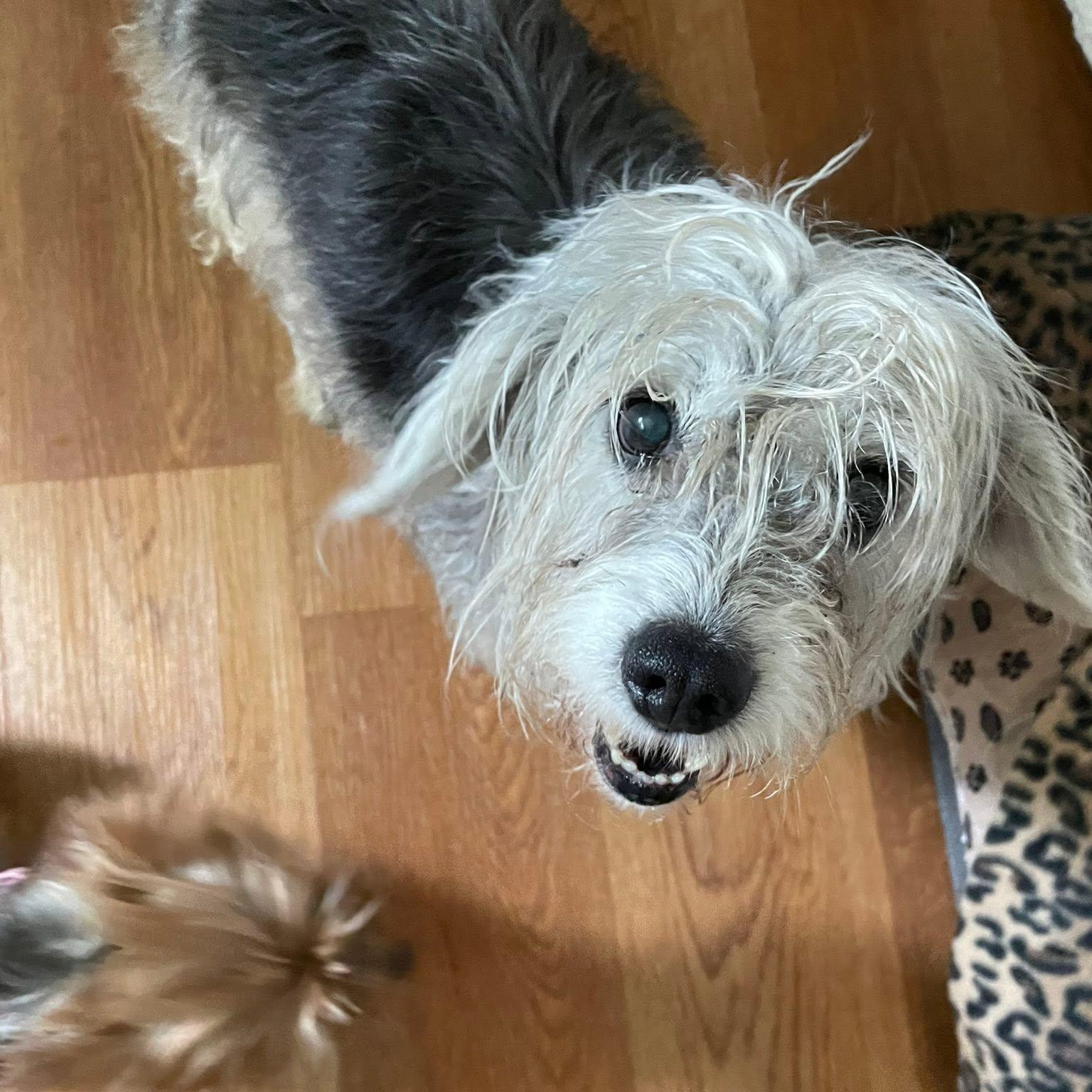 Enlarge Isadora, a Adoptable mixed breed in Rockville, MD image 5/6