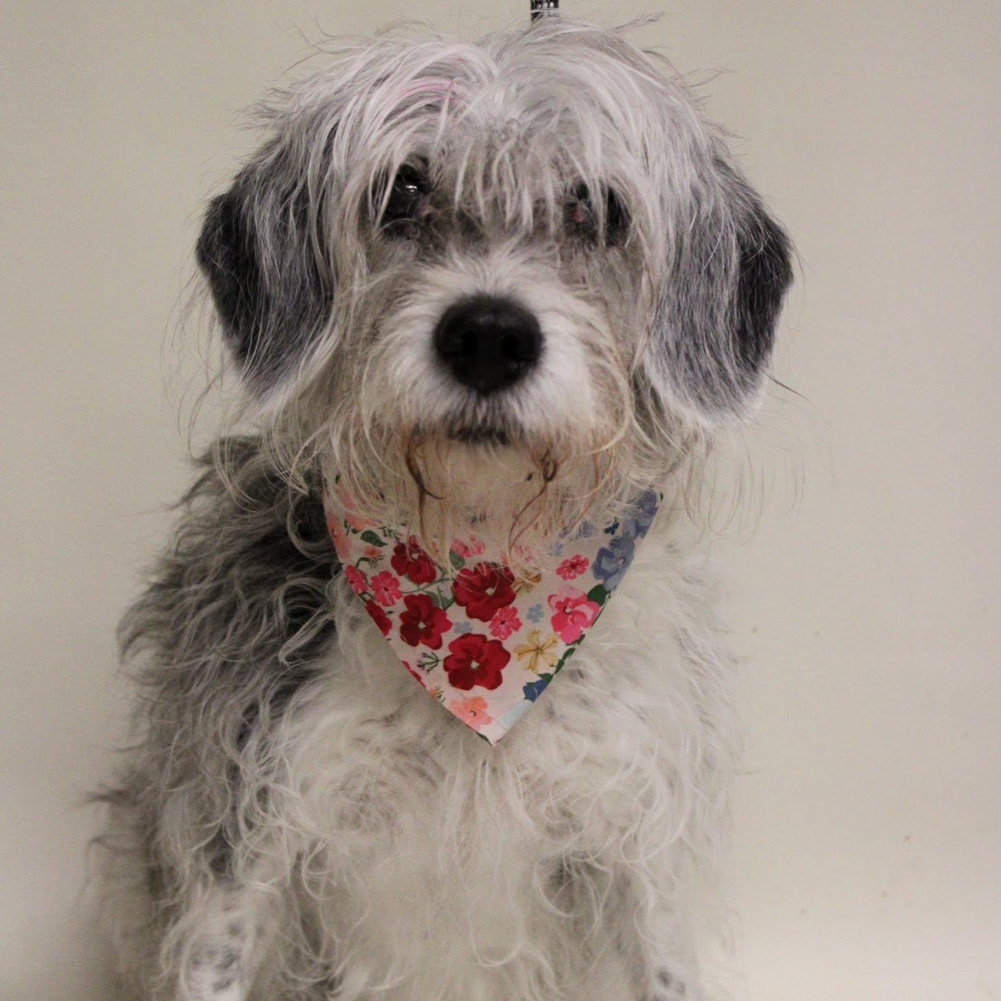 Enlarge Isadora, a Adoptable mixed breed in Rockville, MD image 2/6