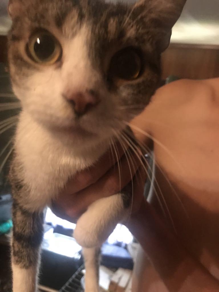 Lucy, Adoptable, Adult Female Domestic Short Hair.