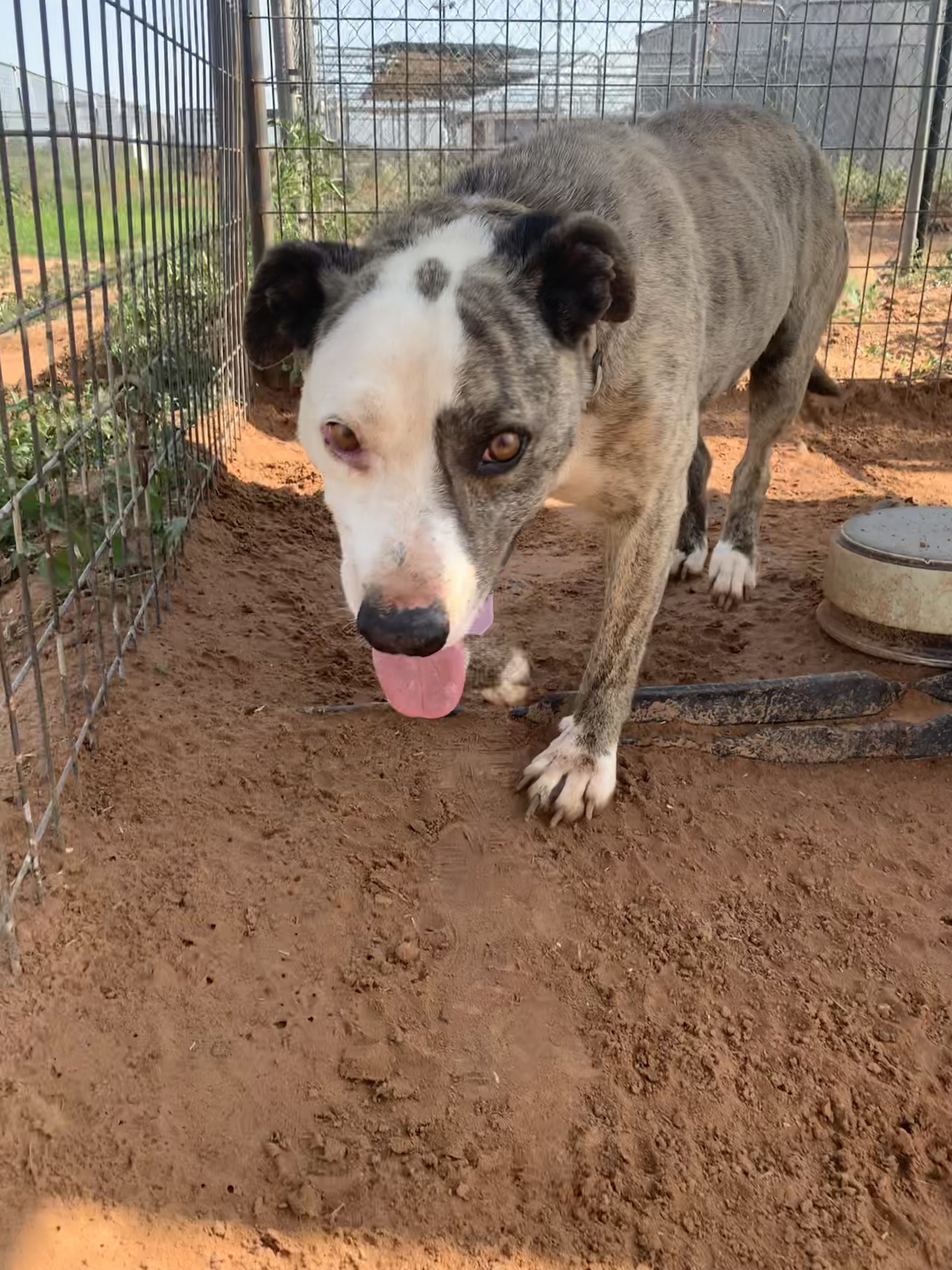 Auggie, a Adoptable mixed breed in Anton, TX image 1/12