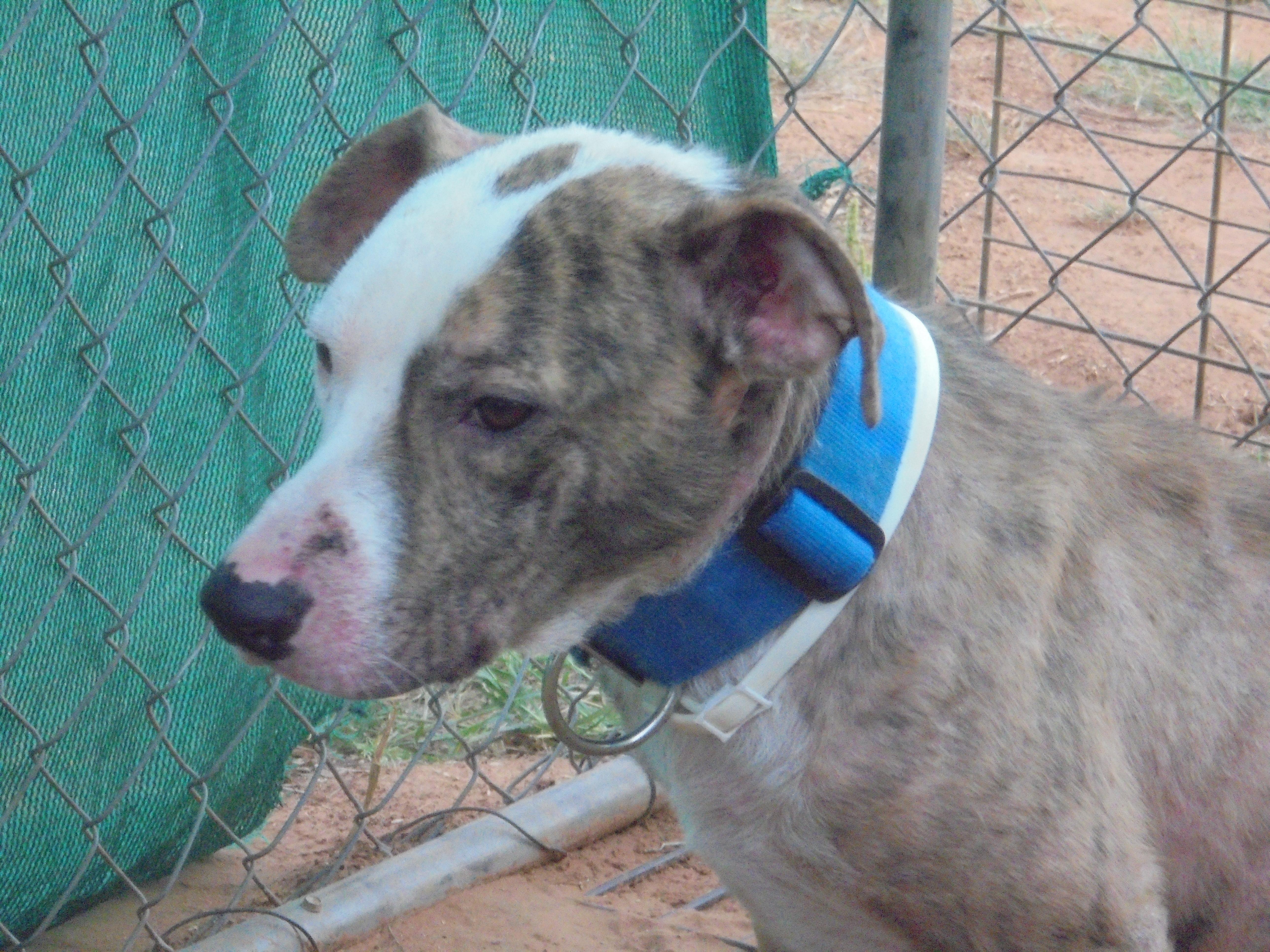 Auggie, a Adoptable mixed breed in Anton, TX image 2/12