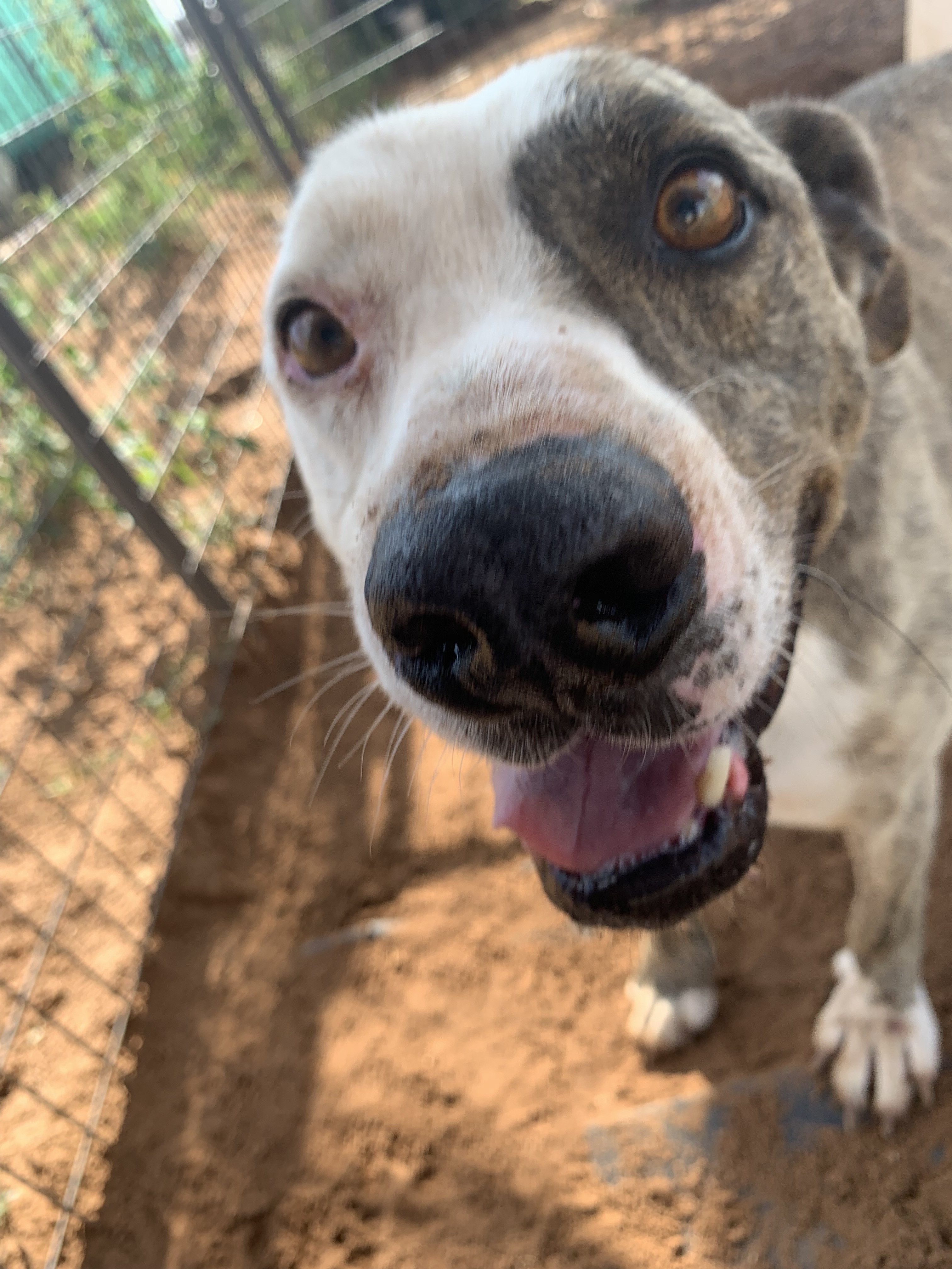 Auggie, a Adoptable mixed breed in Anton, TX image 3/12