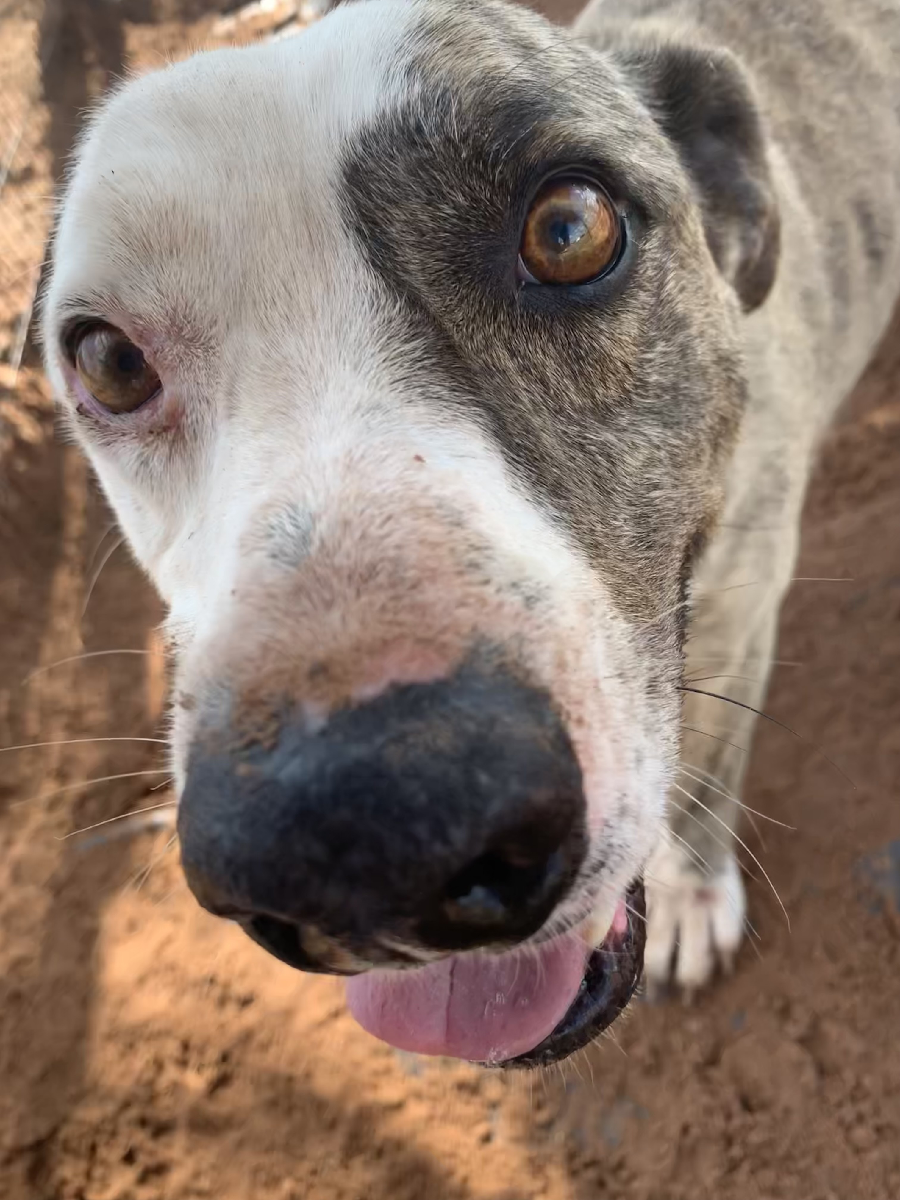 Auggie, a Adoptable mixed breed in Anton, TX image 4/12