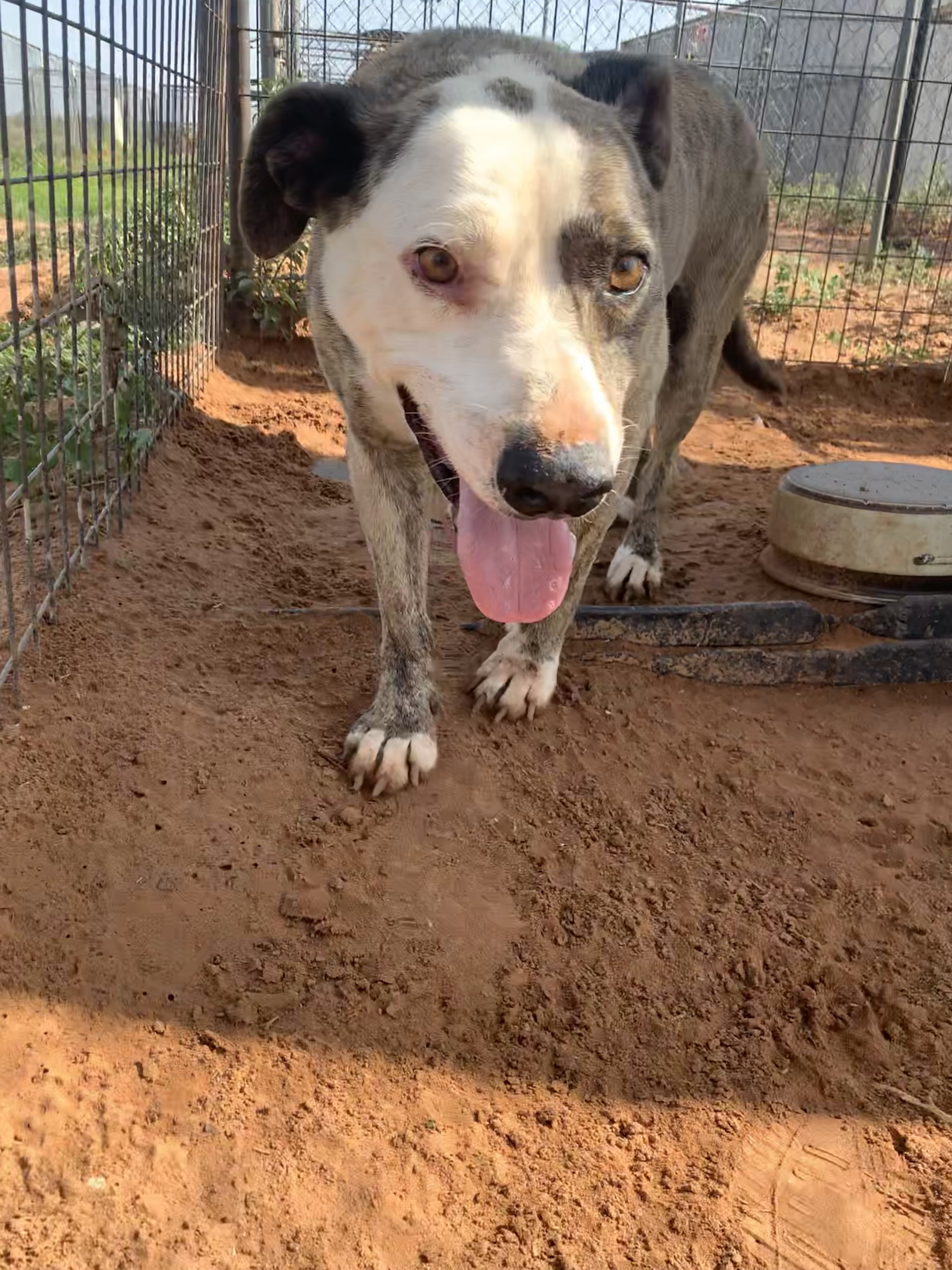 Auggie, a Adoptable mixed breed in Anton, TX image 5/12