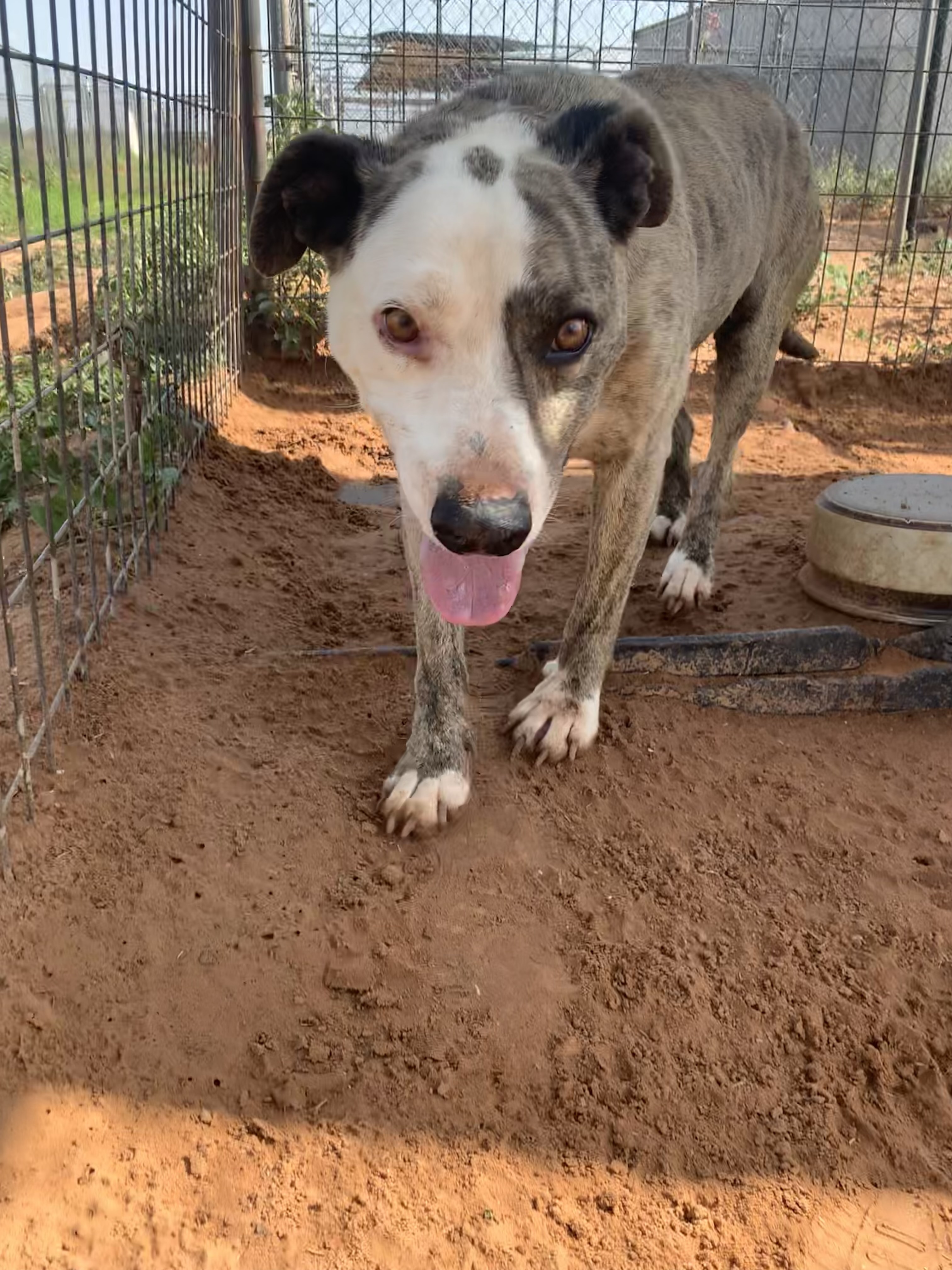 Auggie, a Adoptable mixed breed in Anton, TX image 6/12