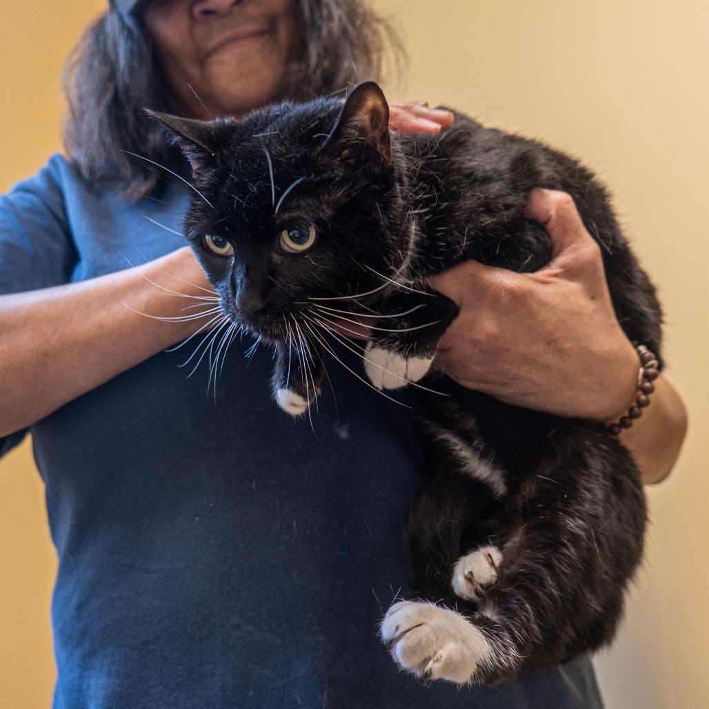 Lady Winston Peppercorn, Adoptable, Senior Female Domestic Short Hair.