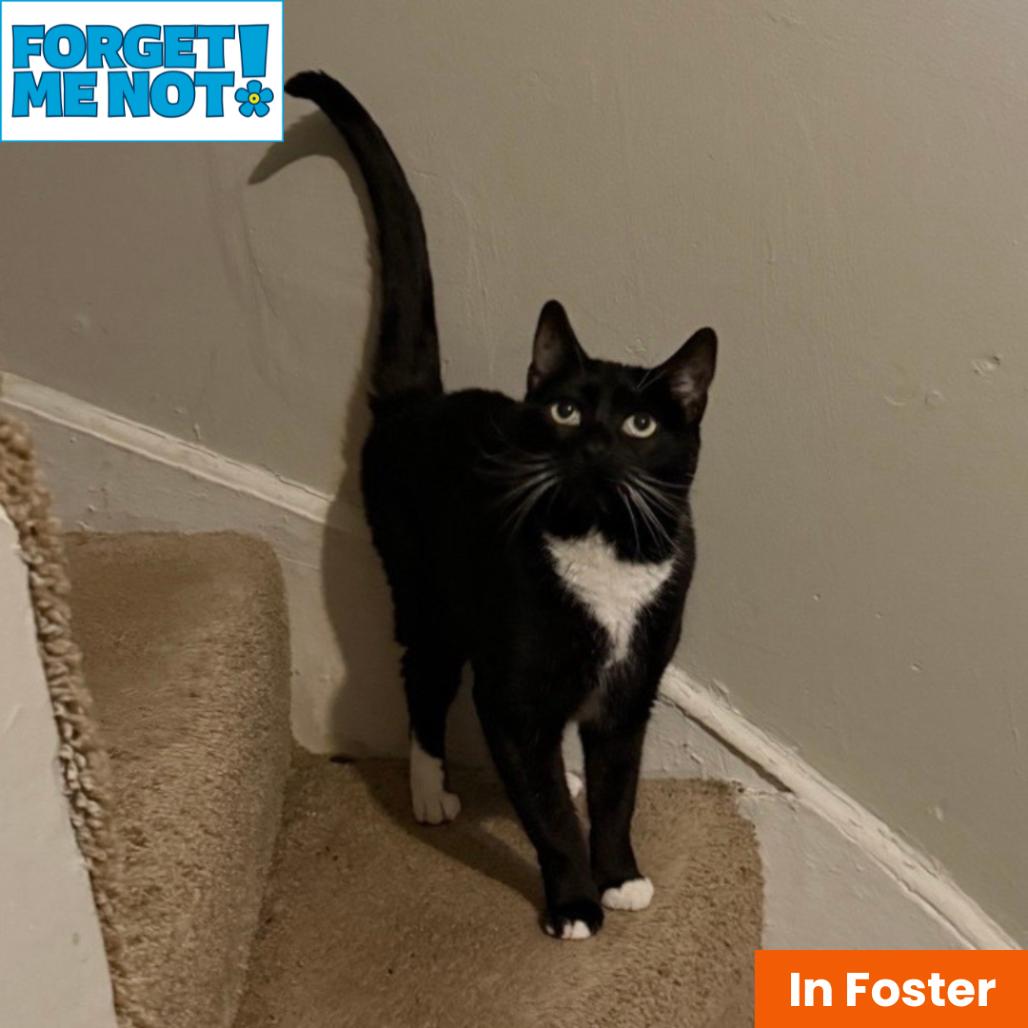Enlarge Lady Winston Peppercorn, a Adoptable Domestic Short Hair in Baltimore, MD image 2/5