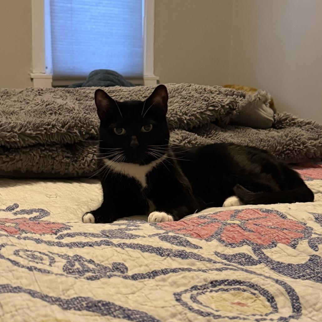 Enlarge Lady Winston Peppercorn, a Adoptable Domestic Short Hair in Baltimore, MD image 3/5