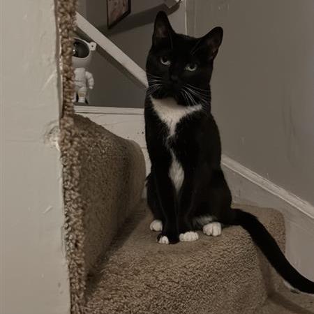 Enlarge Lady Winston Peppercorn, a Adoptable Domestic Short Hair in Baltimore, MD image 4/5