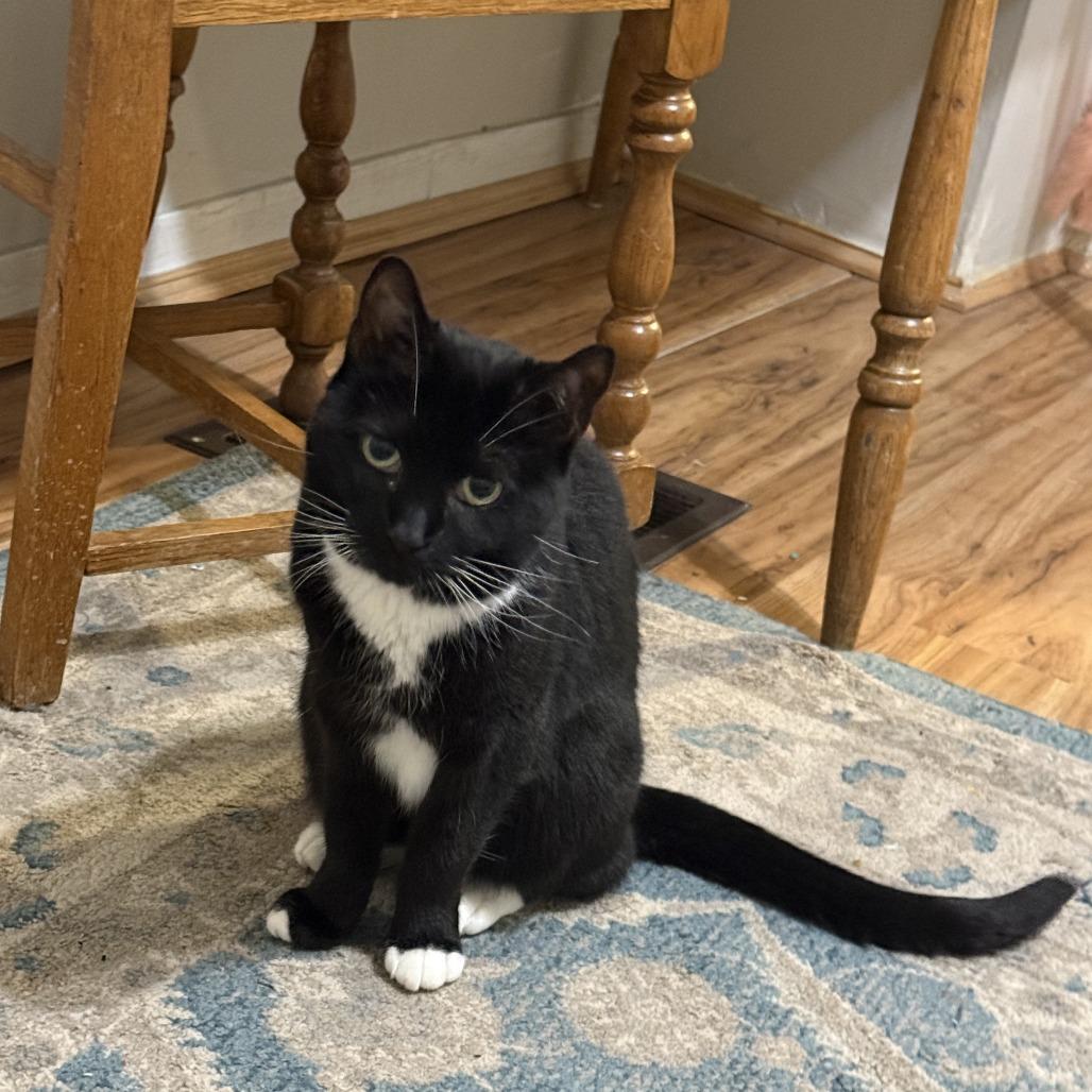 Enlarge Lady Winston Peppercorn, a Adoptable Domestic Short Hair in Baltimore, MD image 5/5