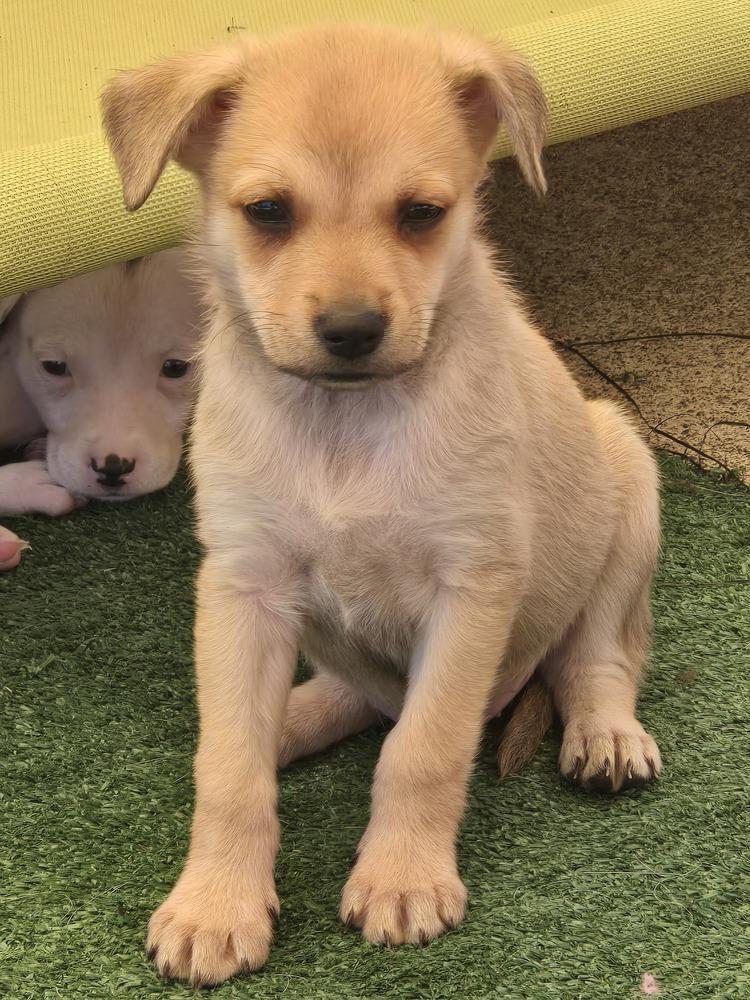 Merle, a Adopted mixed breed in Bend, OR image 2/4