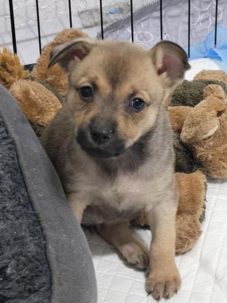 Enlarge Merle, a Adoptable mixed breed in Bend, OR image 2/5