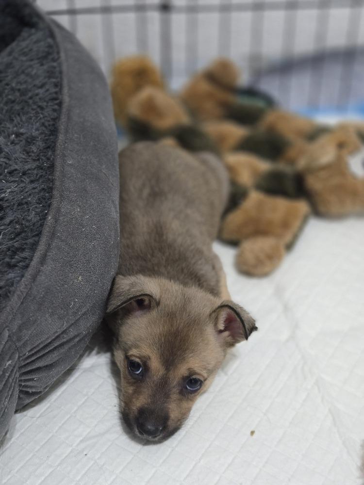 Enlarge Merle, a Adoptable mixed breed in Bend, OR image 5/5