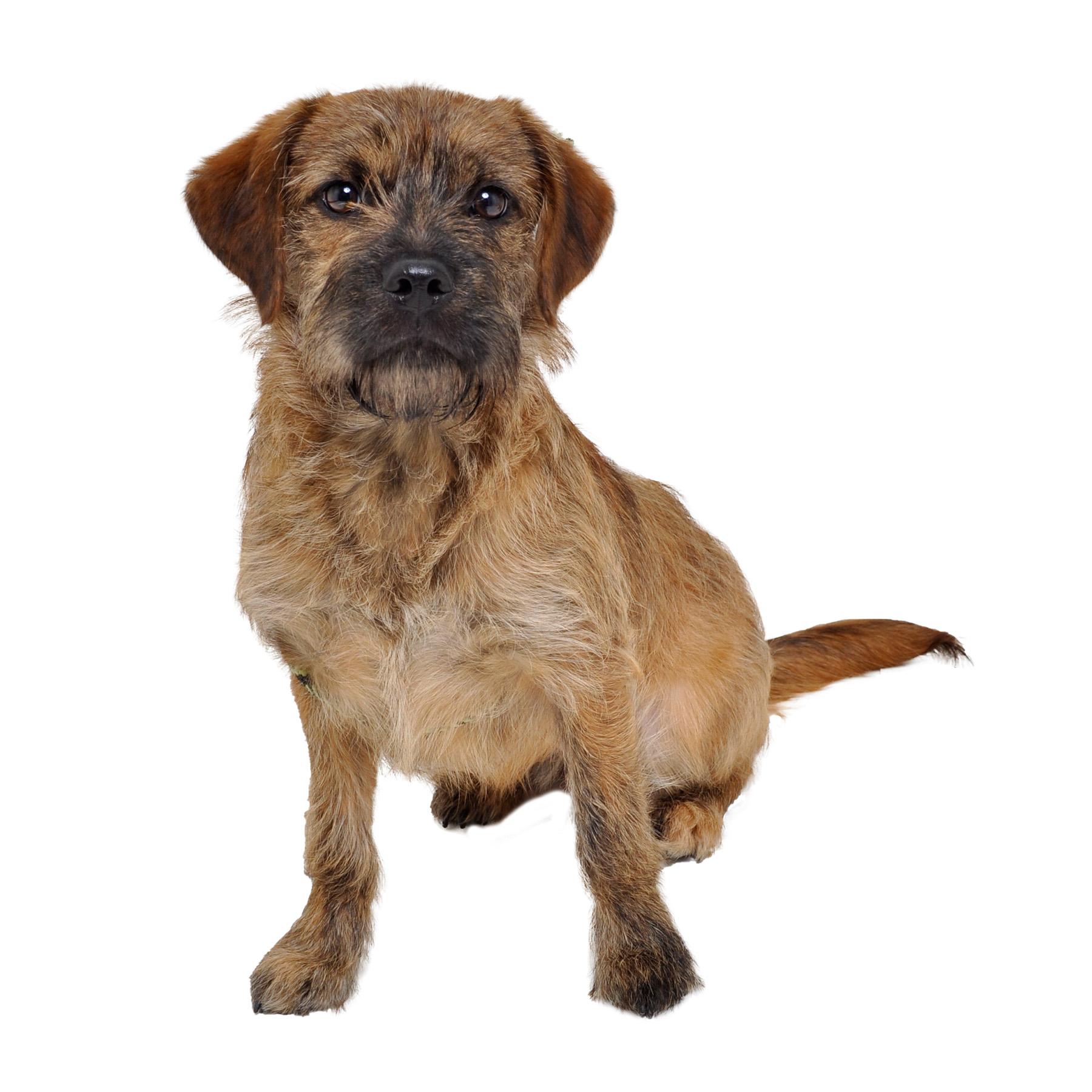 Groot, an adoptable Border Terrier in Friendsville, TN image 1/2