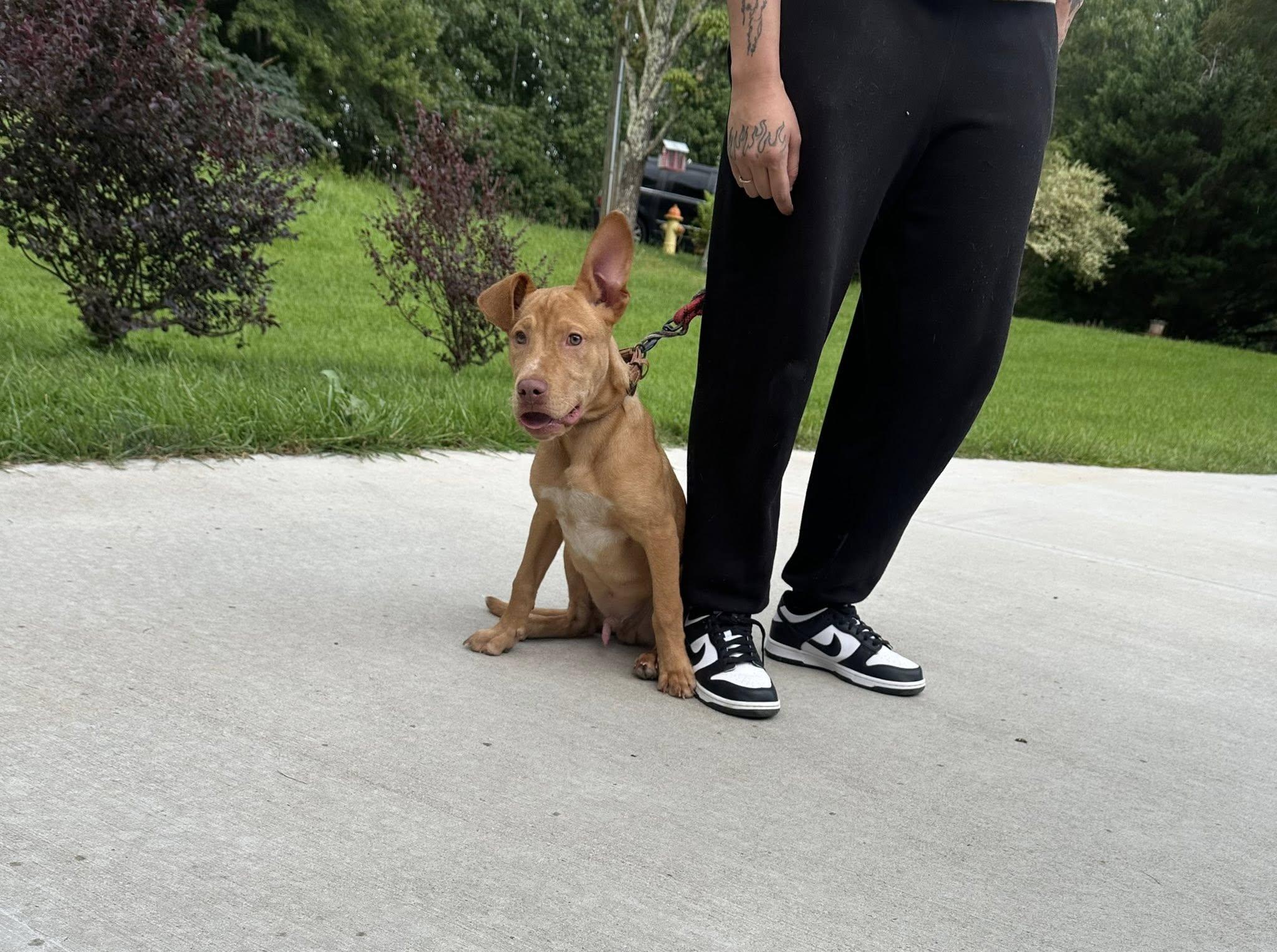 Reggie, Adopted, Puppy Male Pharaoh Hound & Terrier.