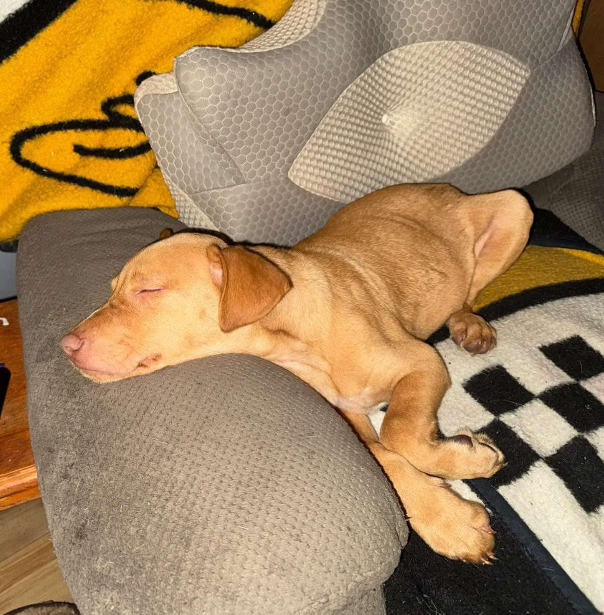 Enlarge Reggie, a Adopted mixed breed in Mount Airy, NC image 2/6