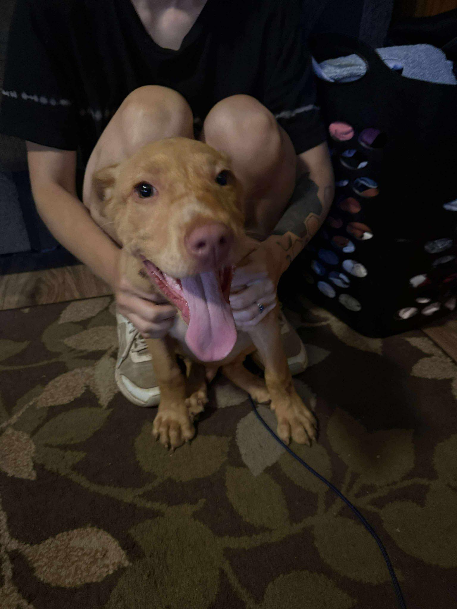 Enlarge Reggie, a Adopted mixed breed in Mount Airy, NC image 3/6