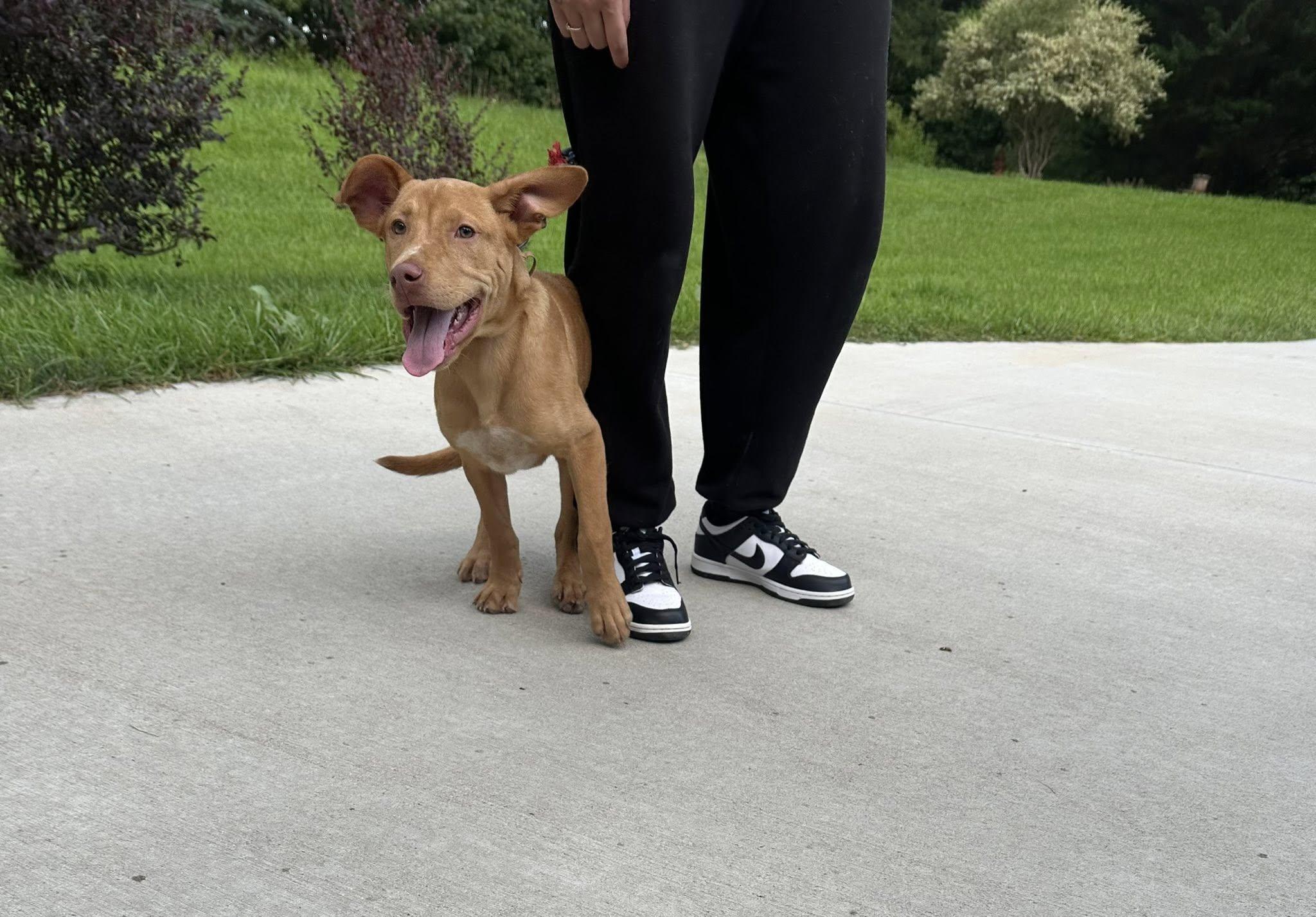 Enlarge Reggie, a Adopted mixed breed in Mount Airy, NC image 4/6