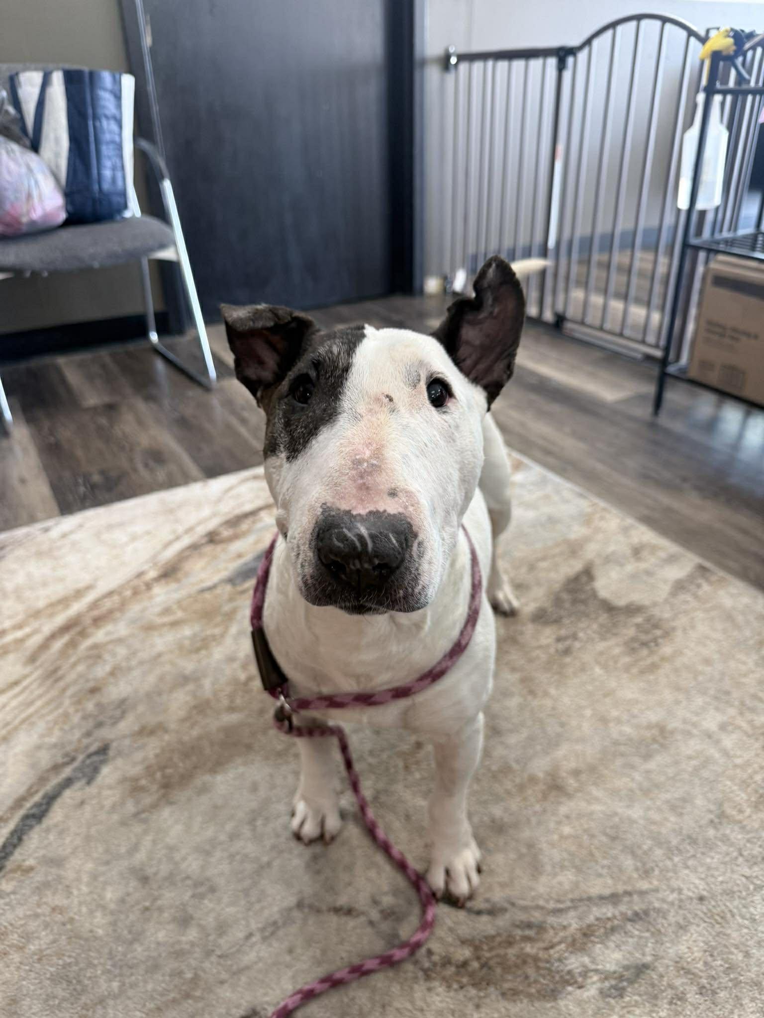 Enlarge 26-024 Zinnia, a Adoptable Bull Terrier in St. Peters, MO image 1/2