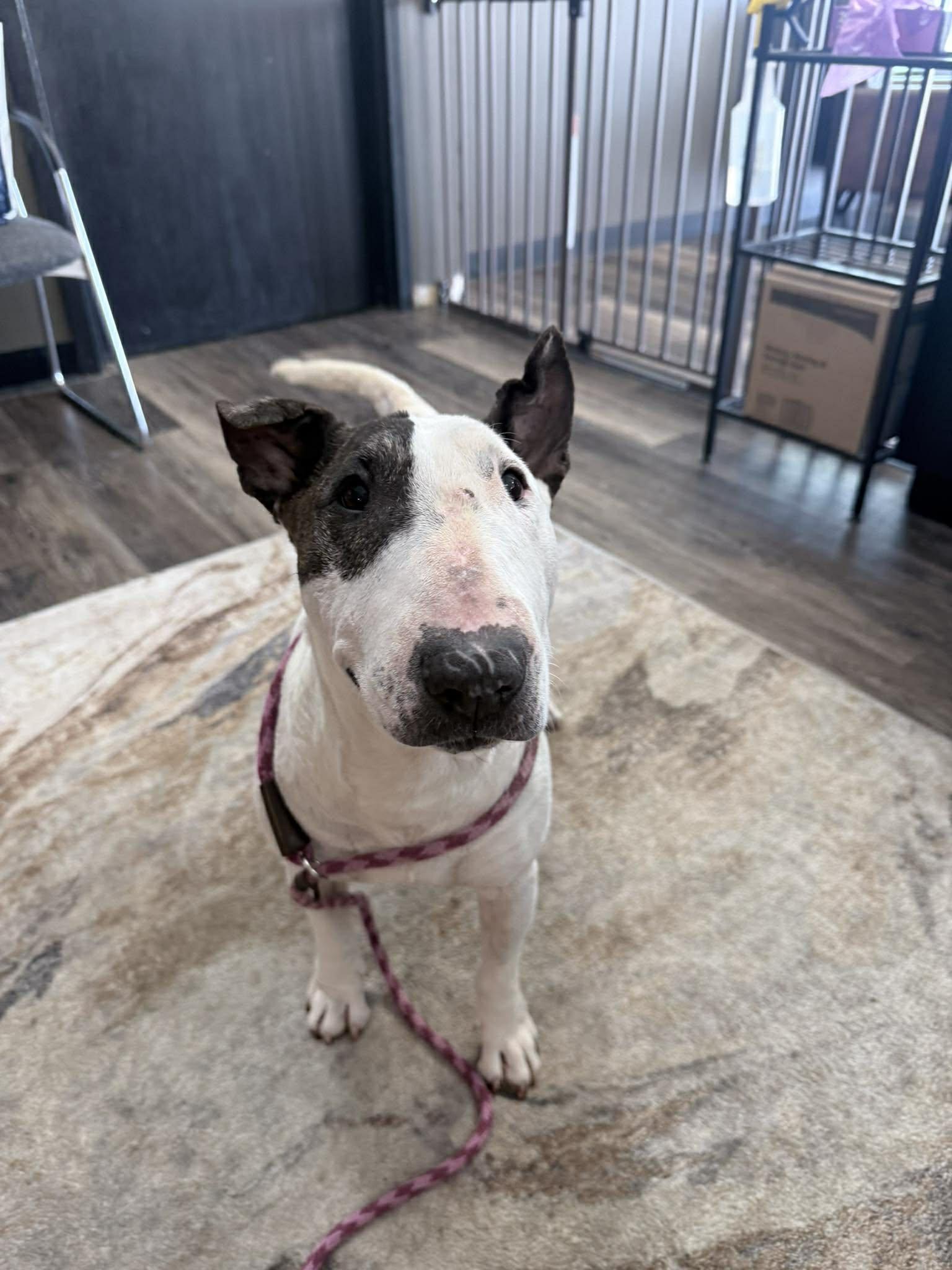 Enlarge 26-024 Zinnia, a Adoptable Bull Terrier in St. Peters, MO image 2/2