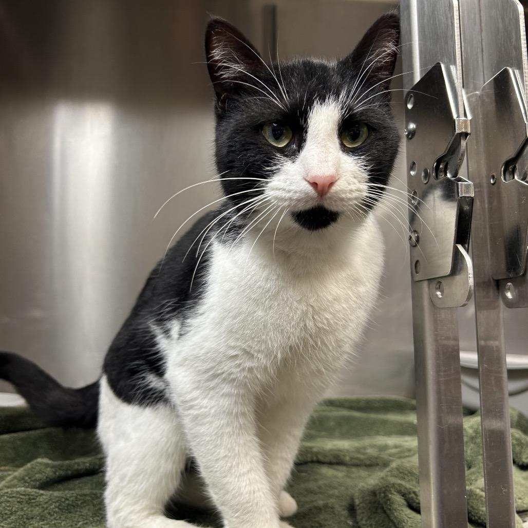 Alexi, Adoptable, Adult Male Domestic Short Hair.