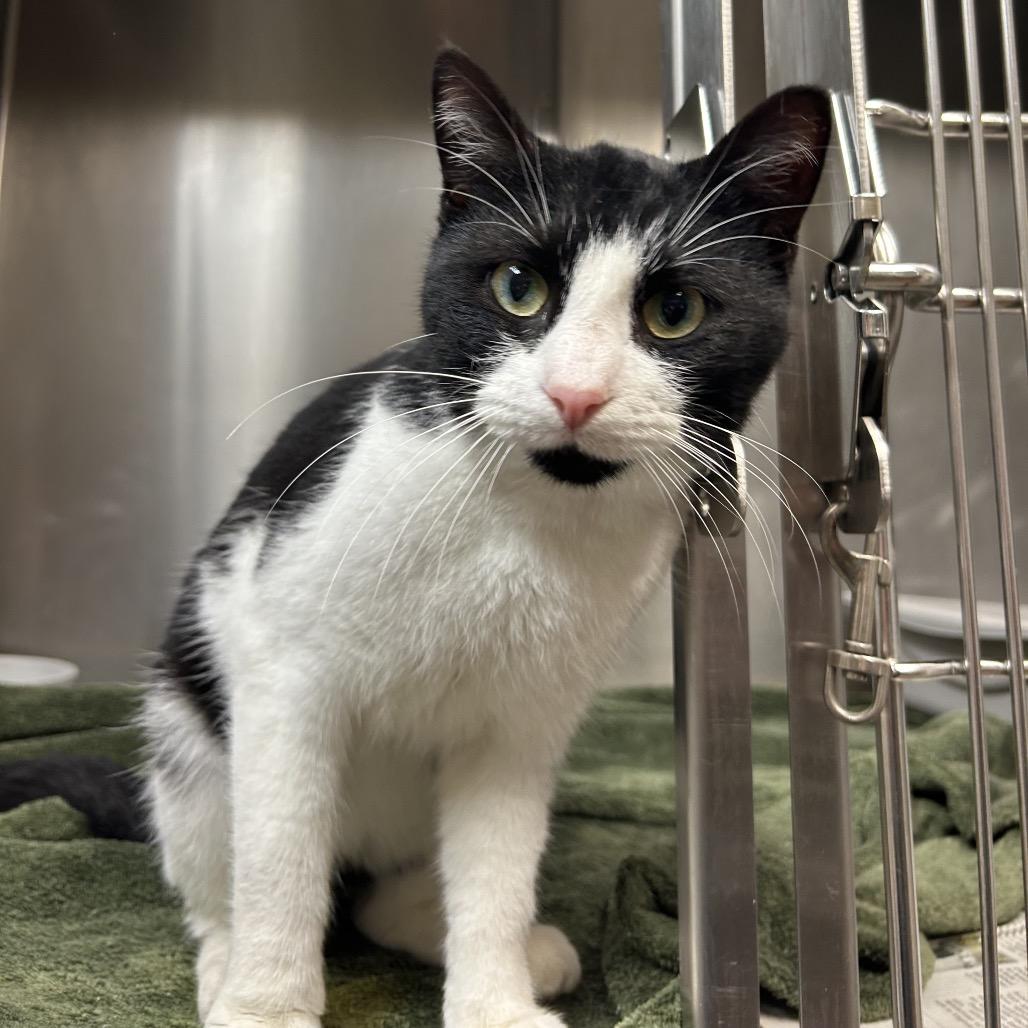 Enlarge Alexi, a Adoptable Domestic Short Hair in Bryan, TX image 2/6