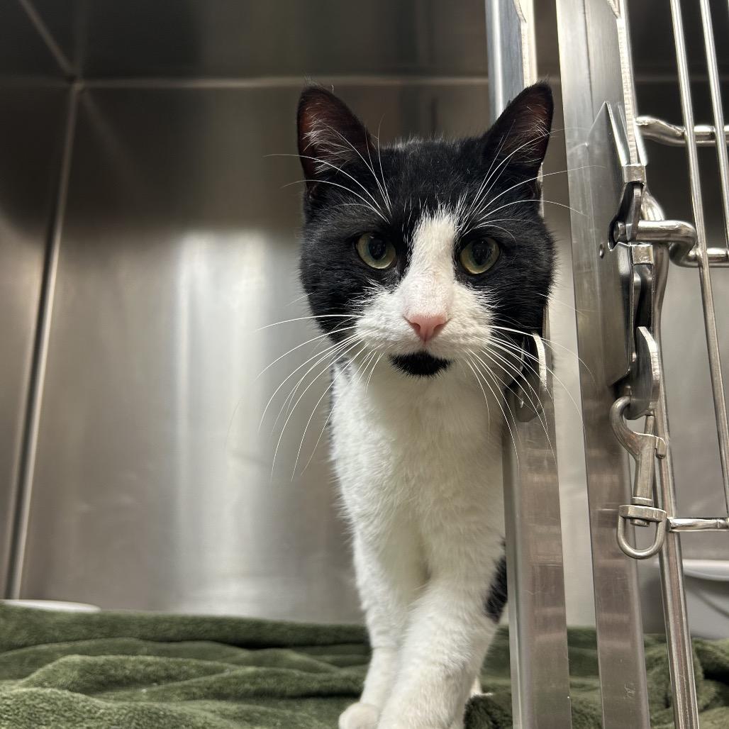 Enlarge Alexi, a Adoptable Domestic Short Hair in Bryan, TX image 3/6