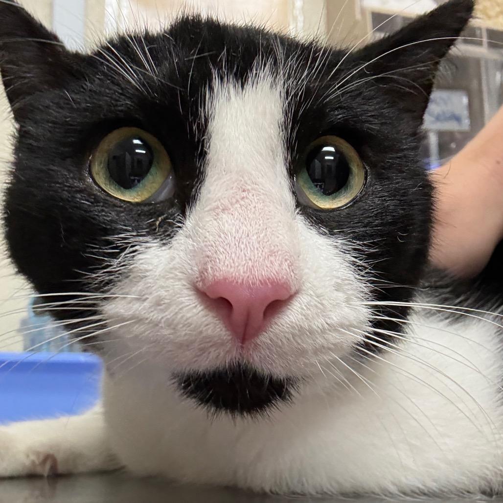 Enlarge Alexi, a Adoptable Domestic Short Hair in Bryan, TX image 4/6