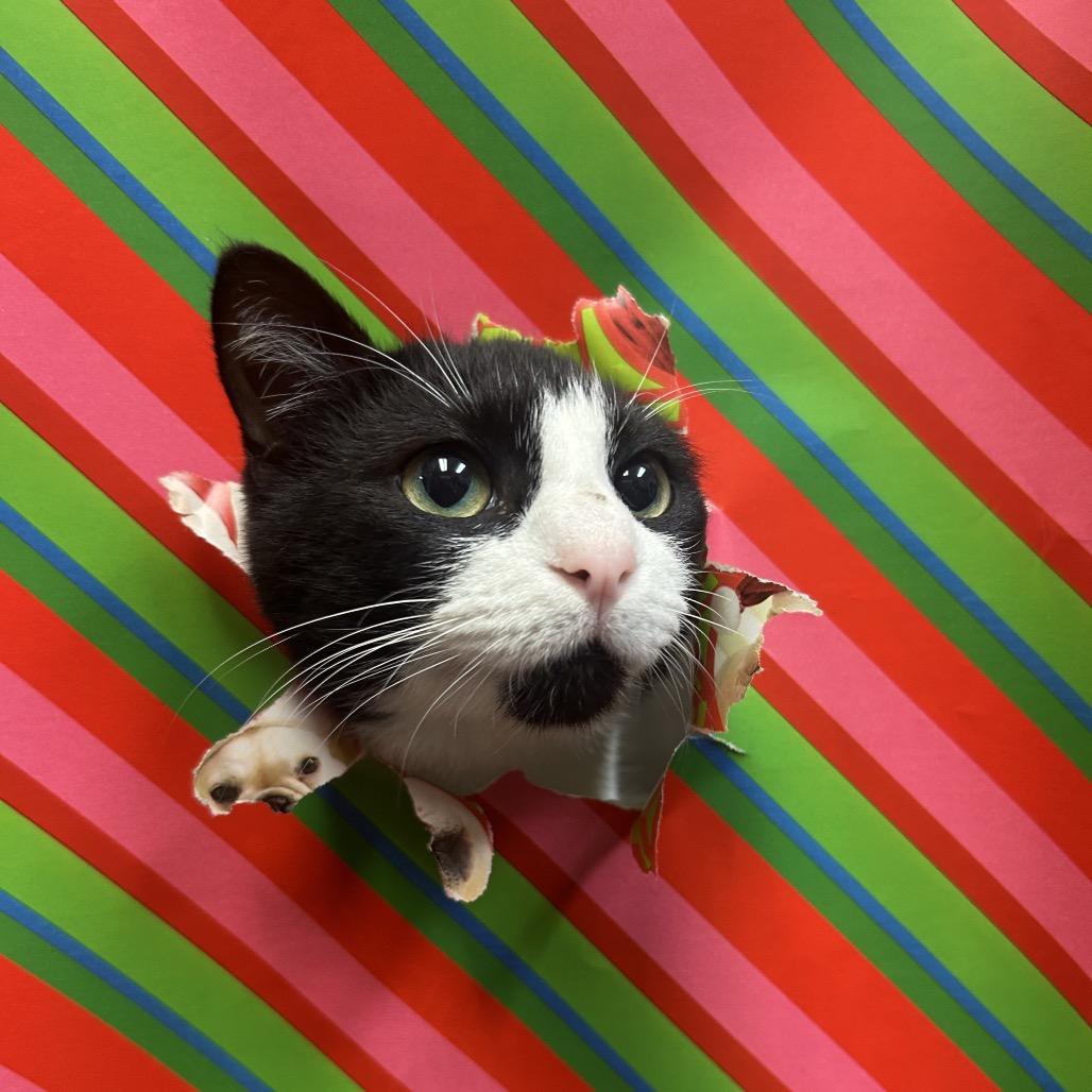 Enlarge Alexi, a Adoptable Domestic Short Hair in Bryan, TX image 5/6