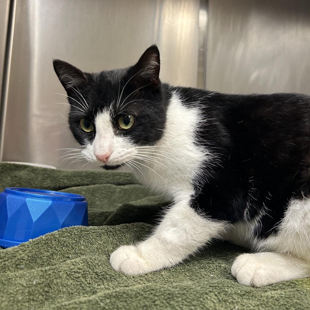 Enlarge Alexi, a Adoptable Domestic Short Hair in Bryan, TX image 6/6