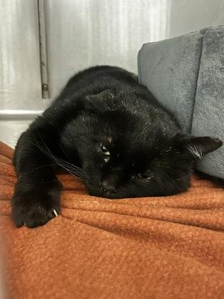 Picasso, Adoptable, Adult Male Domestic Short Hair & Domestic Short Hair.