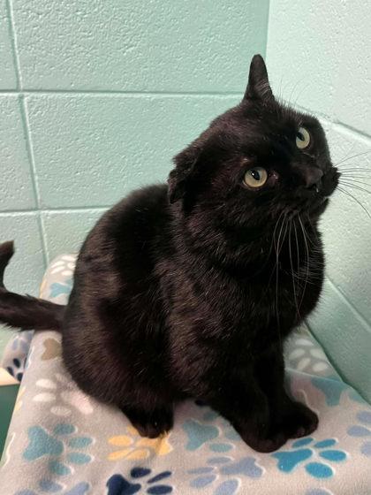 Picasso, Adoptable, Adult Male Domestic Short Hair & Domestic Short Hair.