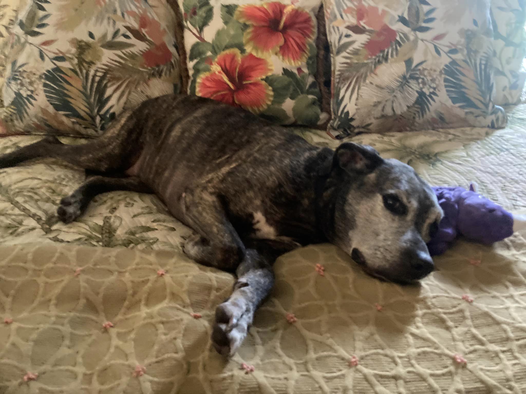 Brittany, a Adoptable mixed breed in Palm City, FL image 1/6