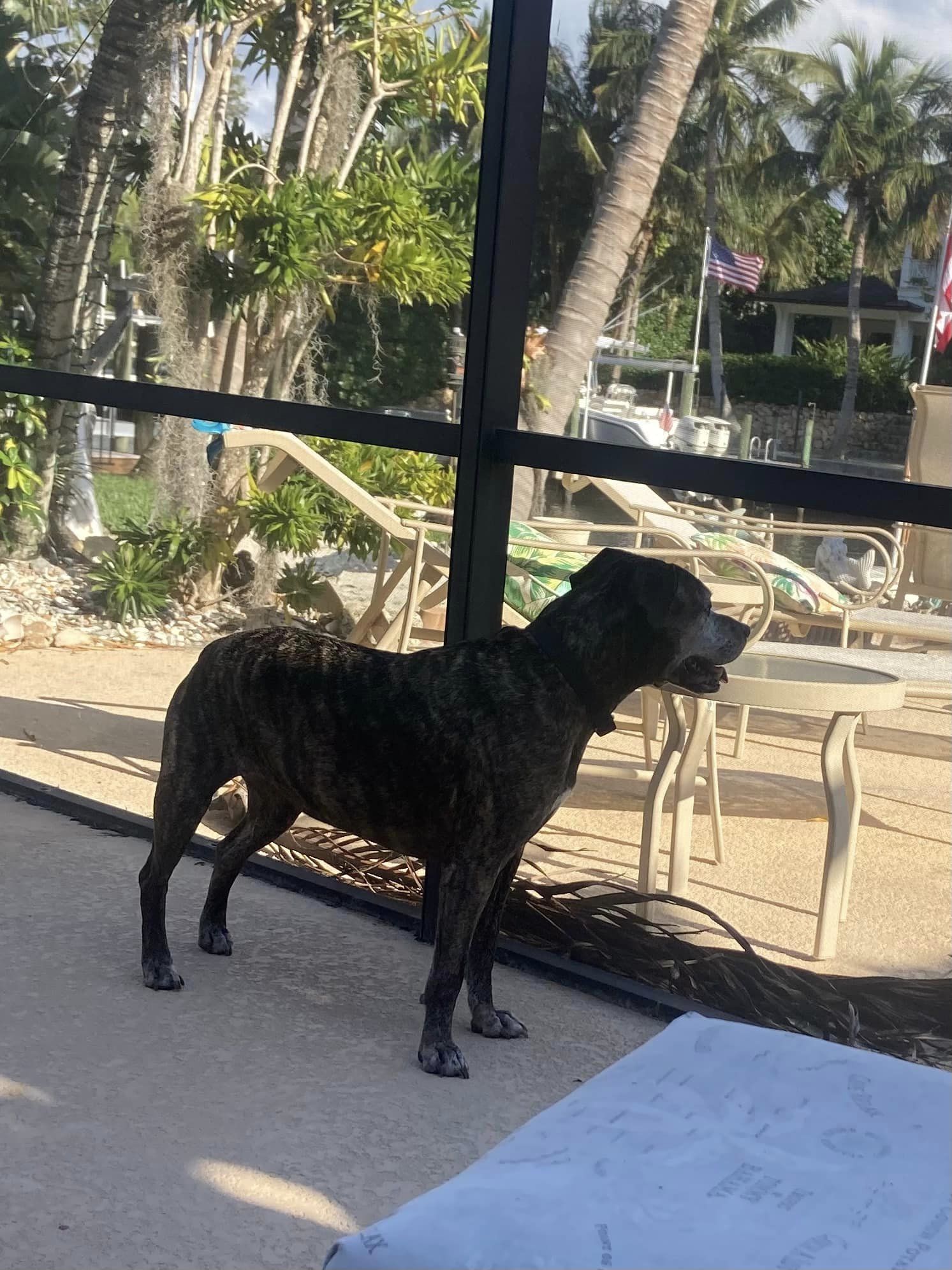 Brittany, a Adoptable mixed breed in Palm City, FL image 2/6