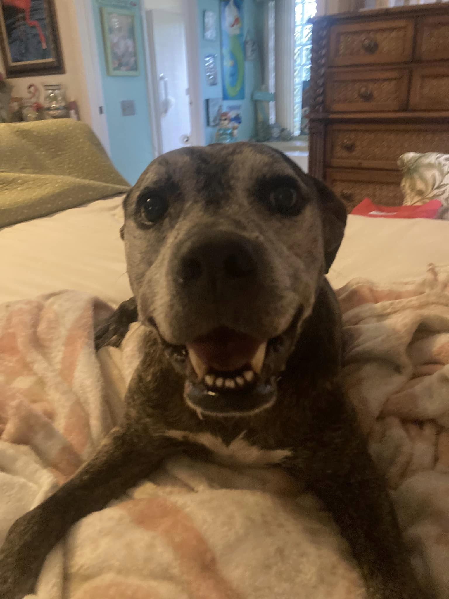 Brittany, a Adoptable mixed breed in Palm City, FL image 3/6