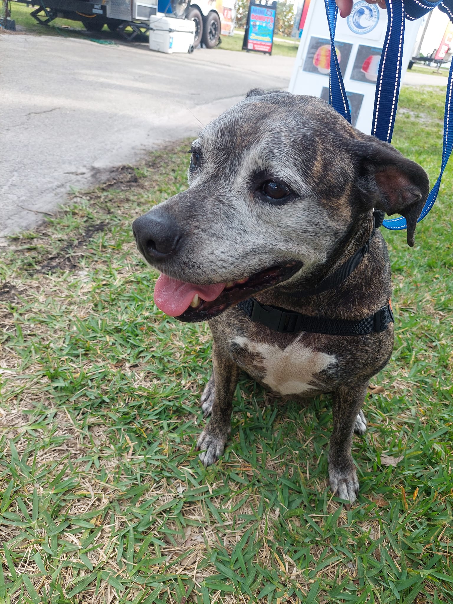 Brittany, a Adoptable mixed breed in Palm City, FL image 4/6