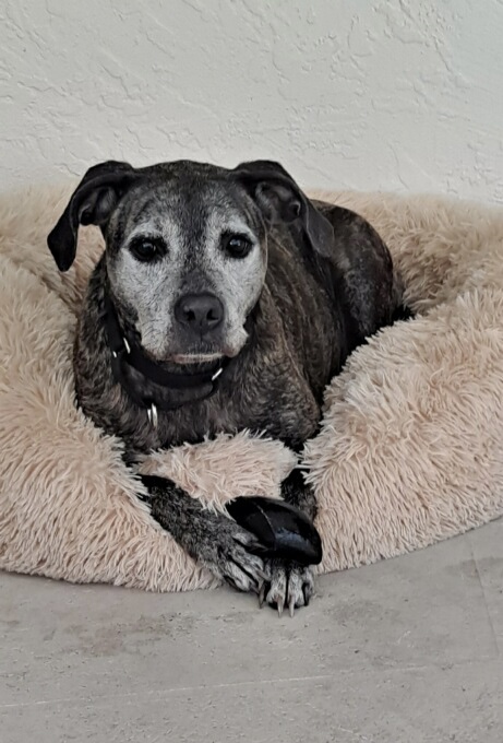 Brittany, Senior Female Cattle Dog
