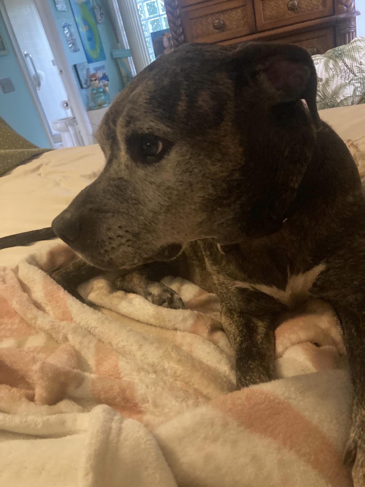 Brittany, a Adoptable mixed breed in Palm City, FL image 6/6