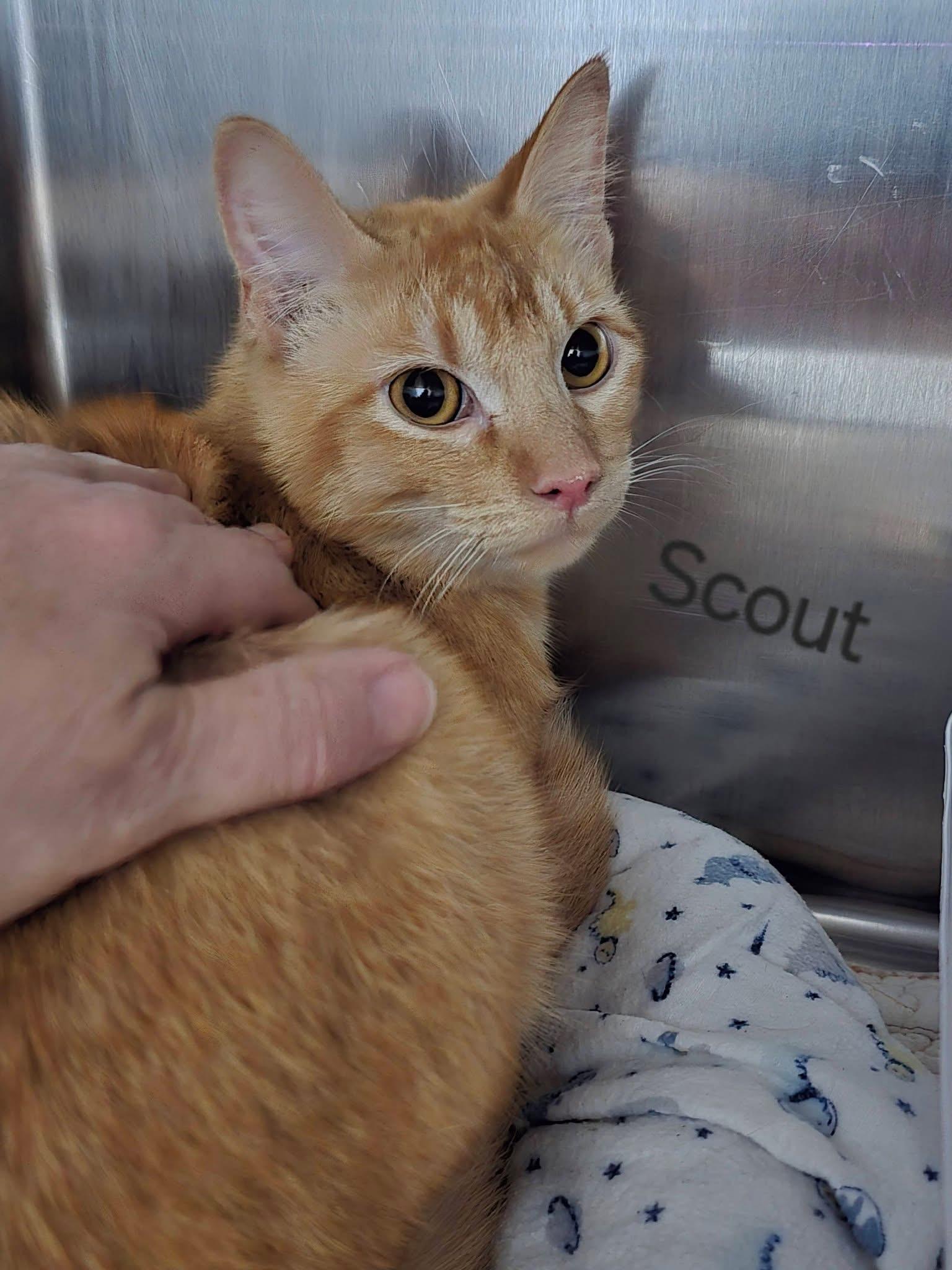 Enlarge Scout, a ADOPTABLE mixed breed in Mingus, TX image 1/1