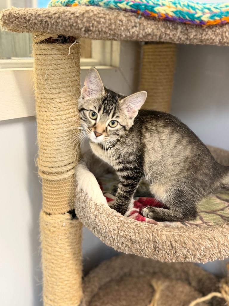 MUFFER, Adoptable, Kitten Female Domestic Short Hair.