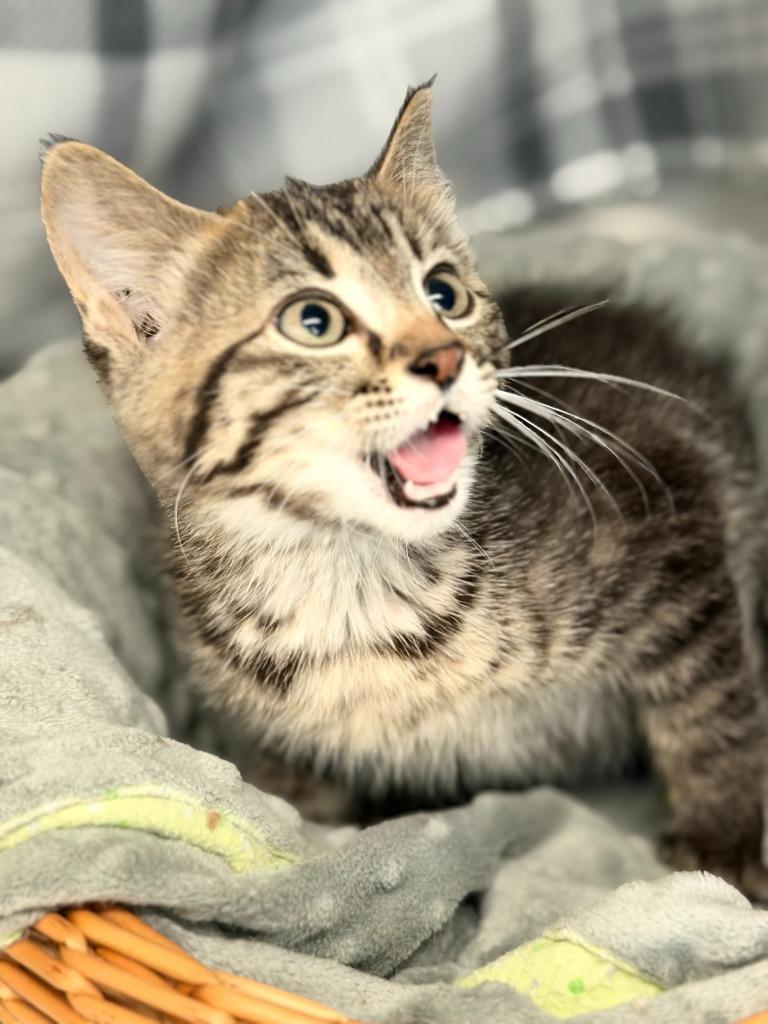 Enlarge MUFFER, a Adoptable mixed breed in Algona, IA image 2/3