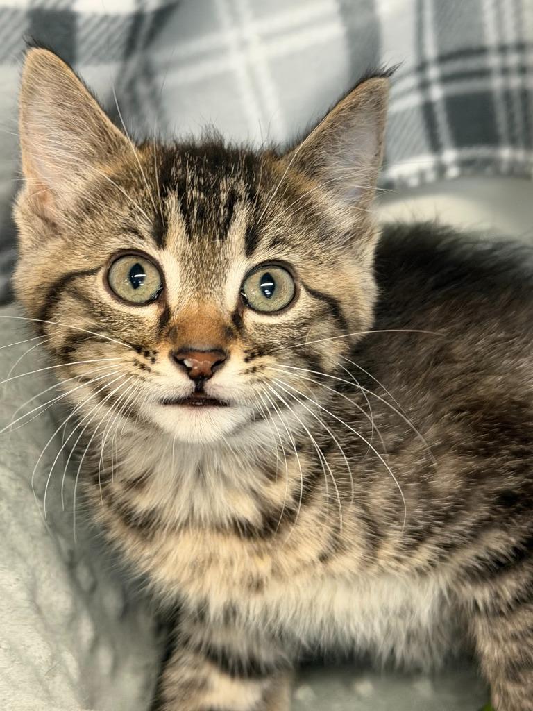 Enlarge MUFFER, a Adoptable mixed breed in Algona, IA image 3/3