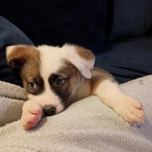 Enlarge Jackson, a Adoptable mixed breed in North Charleston, SC image 1/6