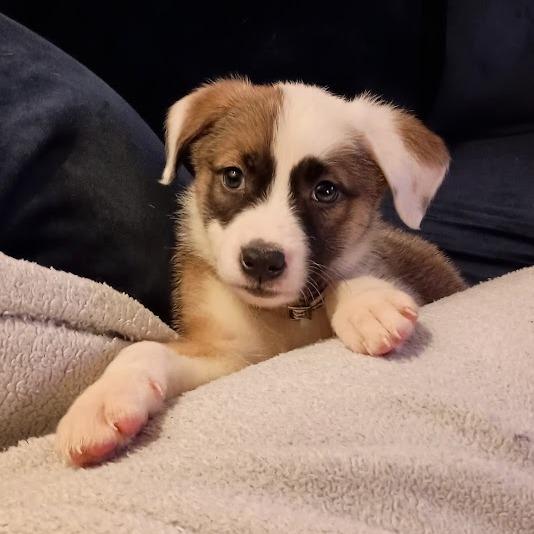 Enlarge Jackson, a Adoptable mixed breed in North Charleston, SC image 2/6