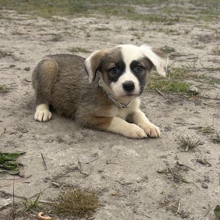 Enlarge Jackson, a Adoptable mixed breed in North Charleston, SC image 3/6